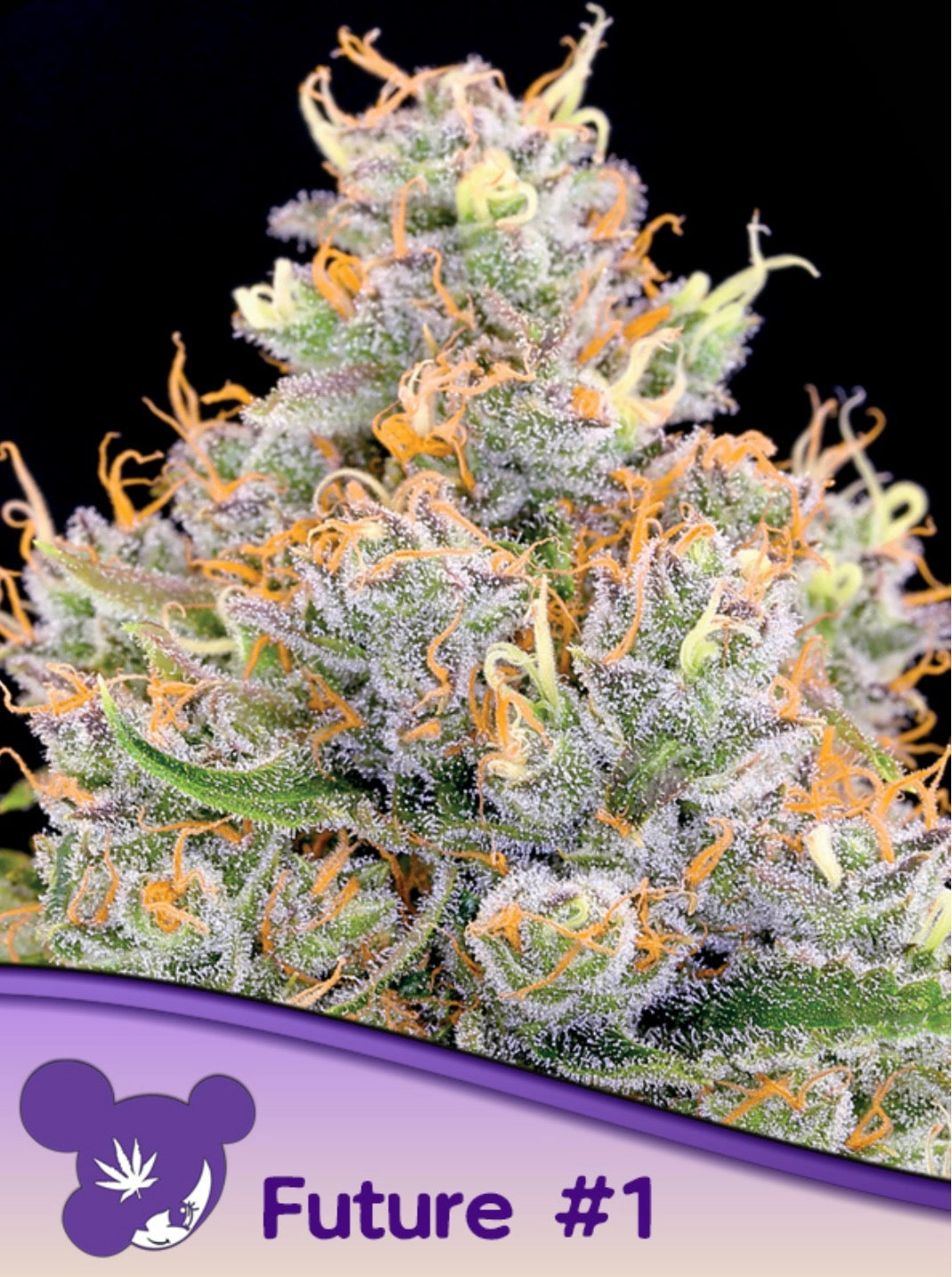 Future #1® – Premium Hanfsamen (feminisierte Genetik) 1x