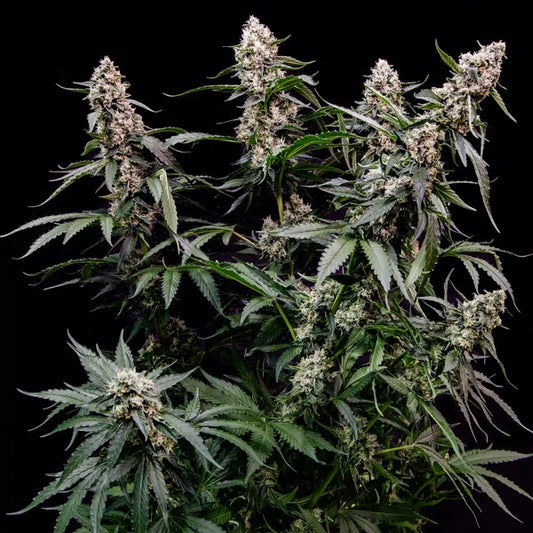 Orbital Banana F1 Seeds 3 Pack
