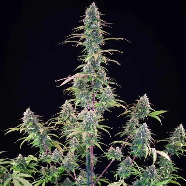 Gelato 44 Seeds 3 Pack