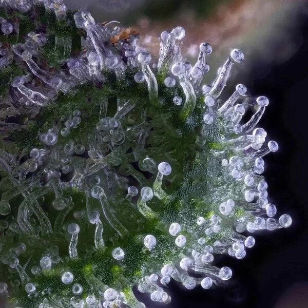 Wedding Gelato Seeds 3 Pack