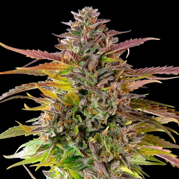 Cookies Gelato Seeds 3 Pack