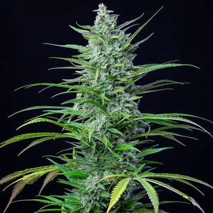 Spezial kush Seeds 3 Pack