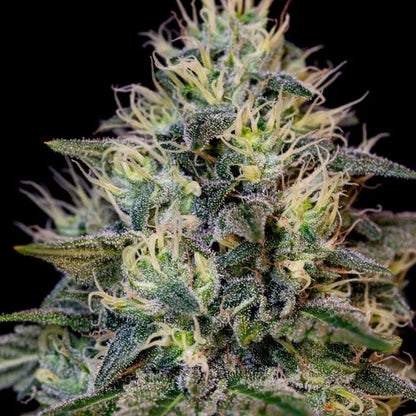 Cookies Gelato Seeds 3 Pack