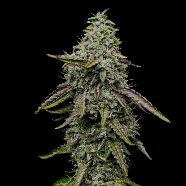 Spezial kush Seeds 3 Pack
