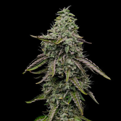 Spezial kush Seeds 3 Pack