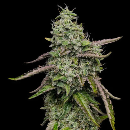 Spezial kush Seeds 3 Pack
