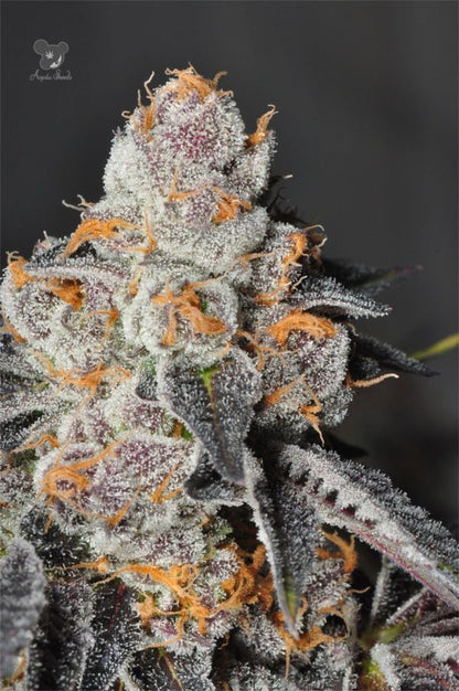 Anesia Scout Cookies