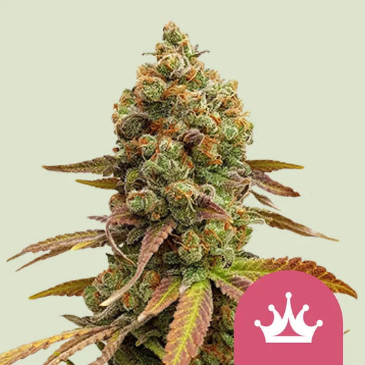 Special Queen Seeds 3 Pack