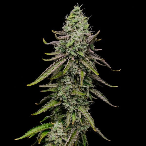 Spezial kush Seeds 3 Pack