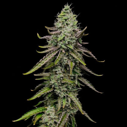 Spezial kush Seeds 3 Pack
