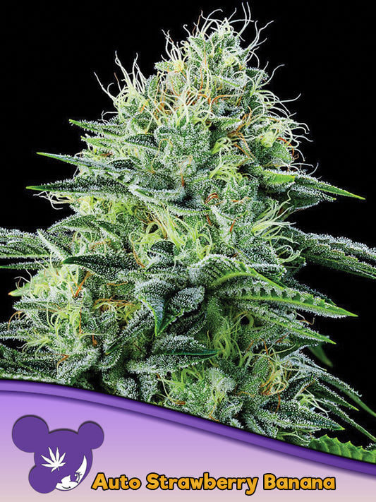 Auto Strawberry Banana