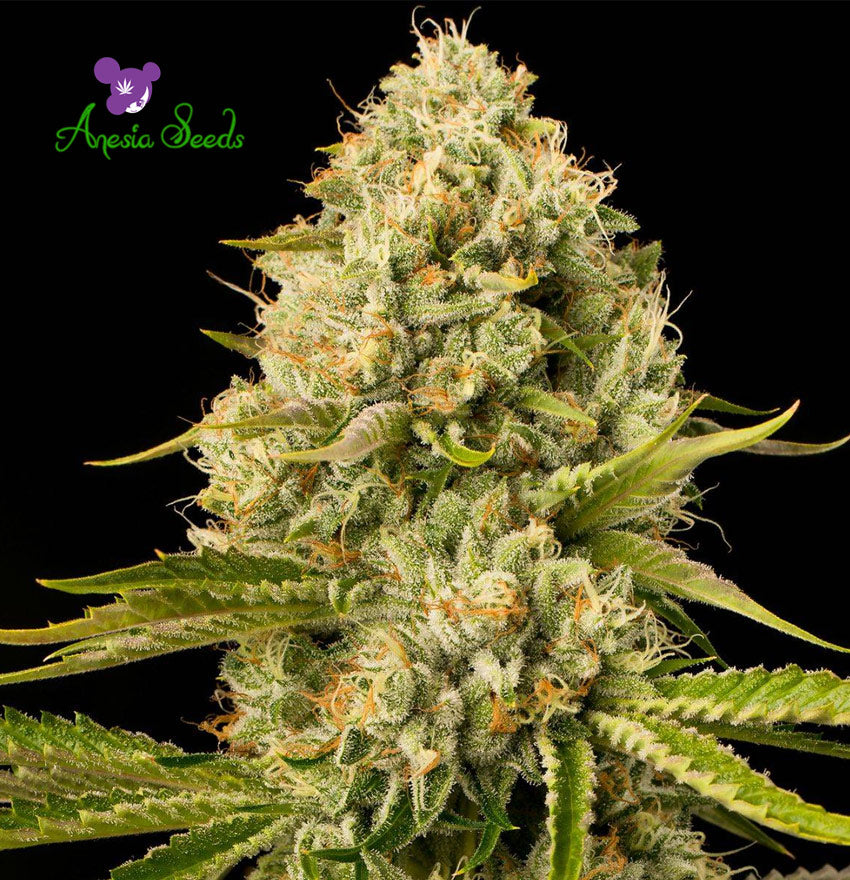 Hindu Kush