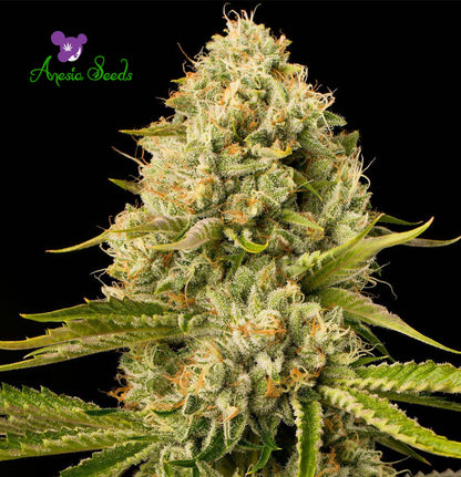 Hindu Kush