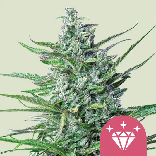 Spezial kush Seeds 3 Pack