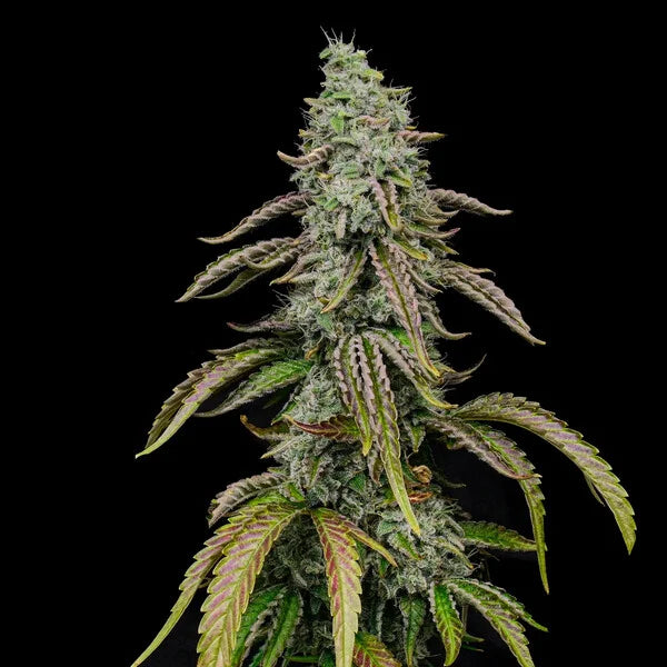 Spezial kush Seeds 3 Pack