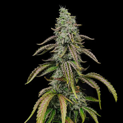 Spezial kush Seeds 3 Pack