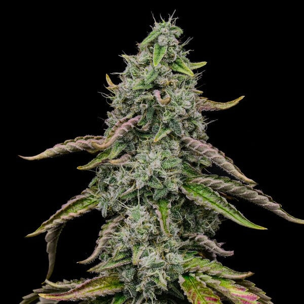 Spezial kush Seeds 3 Pack