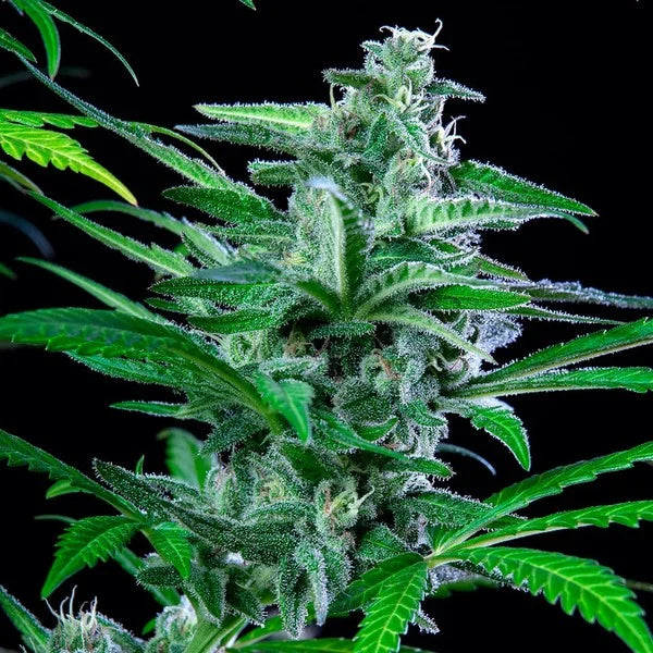 Spezial kush Seeds 3 Pack