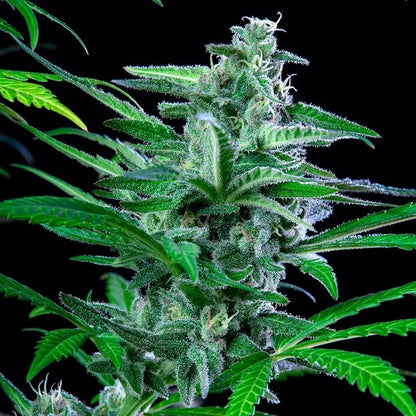 Spezial kush Seeds 3 Pack