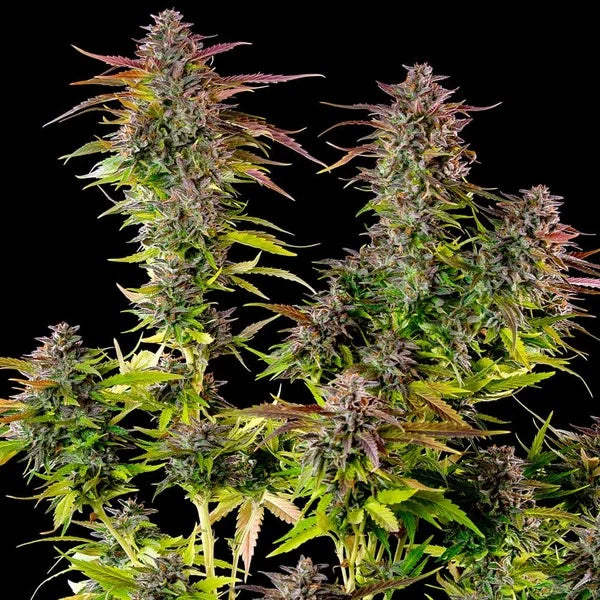 Cookies Gelato Seeds 3 Pack