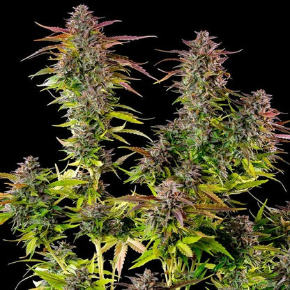 Cookies Gelato Seeds 3 Pack