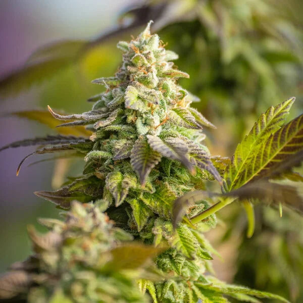 Special Queen Seeds 3 Pack