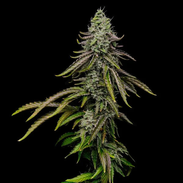 Spezial kush Seeds 3 Pack