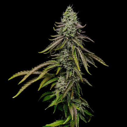 Spezial kush Seeds 3 Pack
