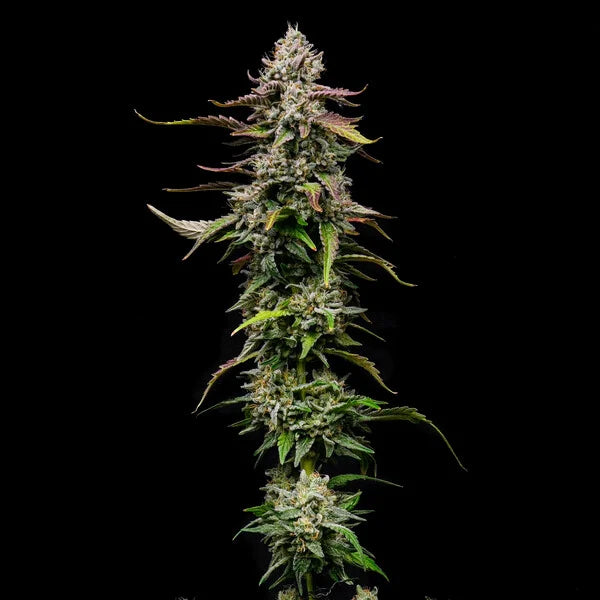 Spezial kush Seeds 3 Pack
