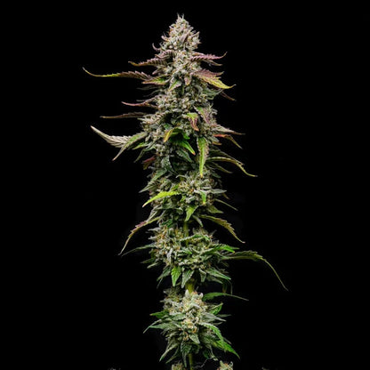 Spezial kush Seeds 3 Pack
