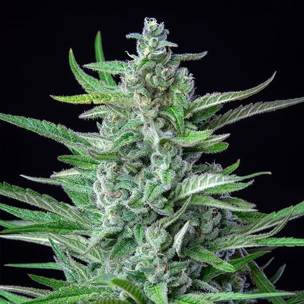 Spezial kush Seeds 3 Pack