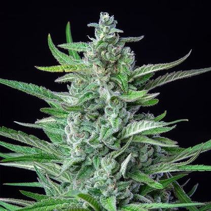 Spezial kush Seeds 3 Pack