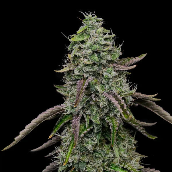 Spezial kush Seeds 3 Pack