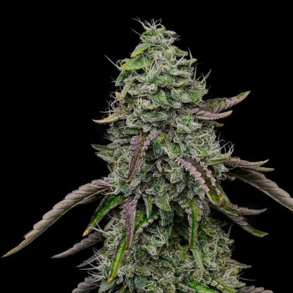 Spezial kush Seeds 3 Pack