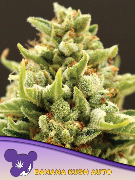 Banana Kush Auto