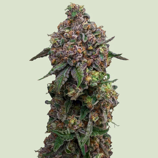 Cosmic Cheddar F1 Seeds 3 Pack