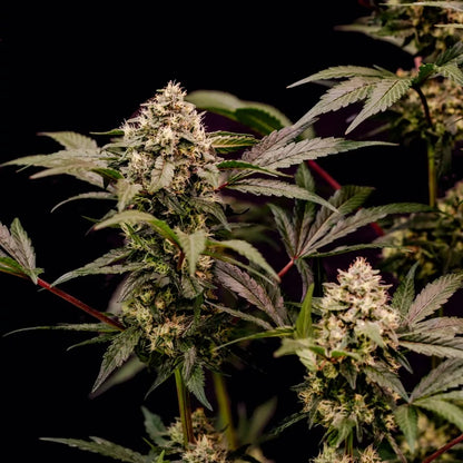 Cosmic Cheddar F1 Seeds 3 Pack