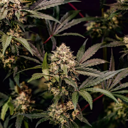 Cosmic Cheddar F1 Seeds 3 Pack