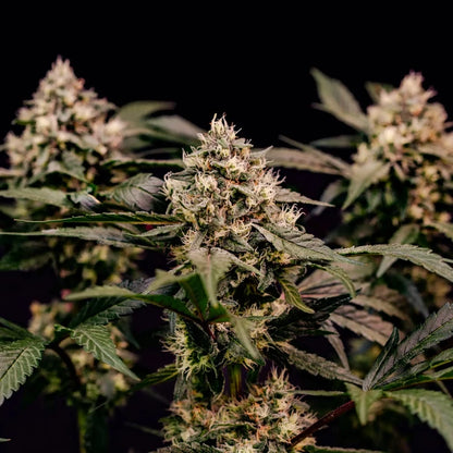 Cosmic Cheddar F1 Seeds 3 Pack