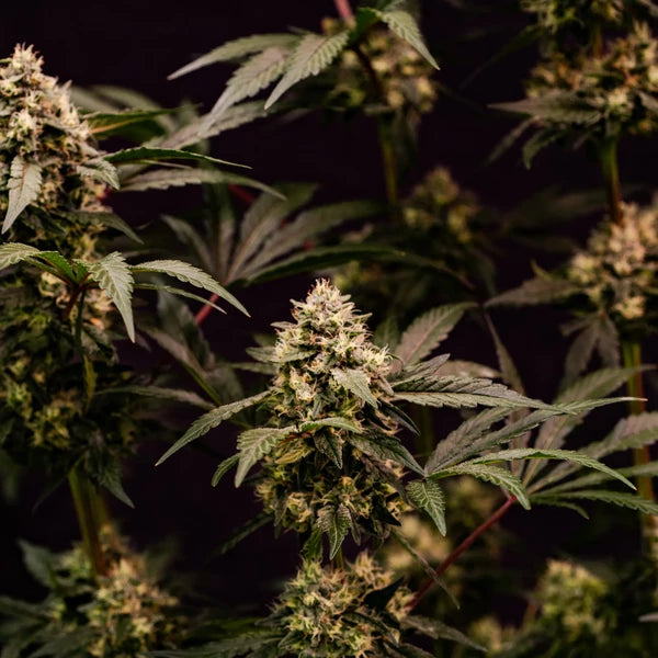 Cosmic Cheddar F1 Seeds 3 Pack