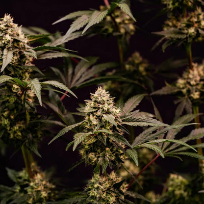 Cosmic Cheddar F1 Seeds 3 Pack