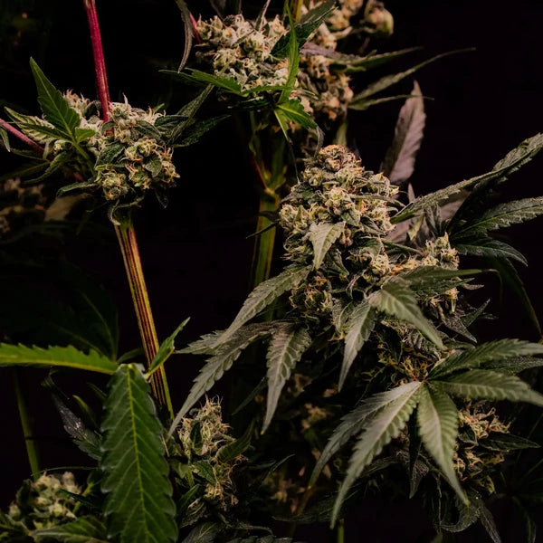 Astro Lemonade F1 Seeds 3 Pack