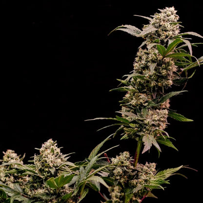 Astro Lemonade F1 Seeds 3 Pack