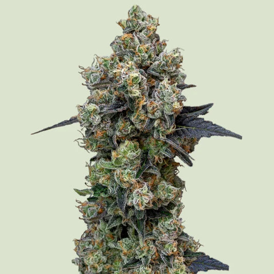 Orbital Banana F1 Seeds 3 Pack