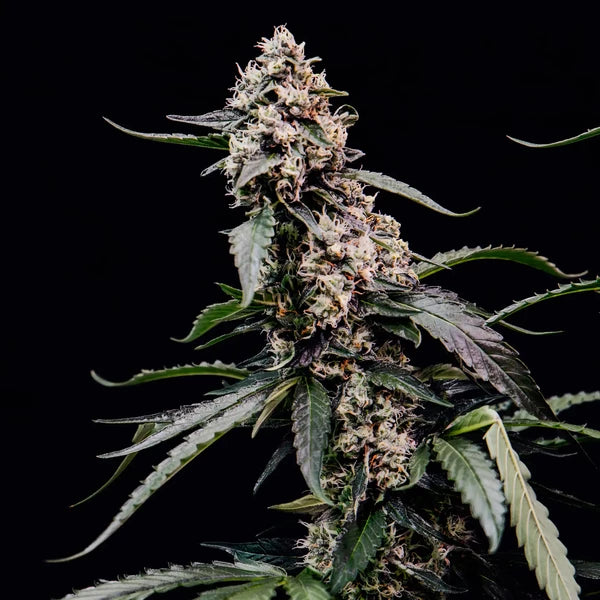 Orbital Banana F1 Seeds 3 Pack