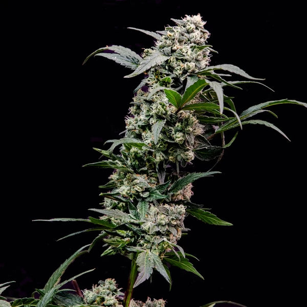 Orbital Banana F1 Seeds 3 Pack