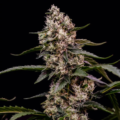 Orbital Banana F1 Seeds 3 Pack