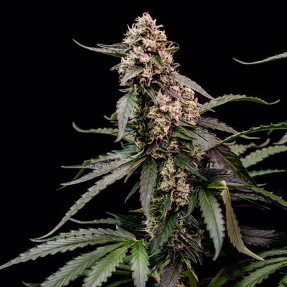 Orbital Banana F1 Seeds 3 Pack