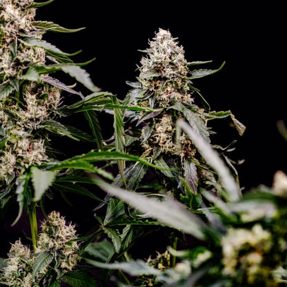 Orbital Banana F1 Seeds 3 Pack
