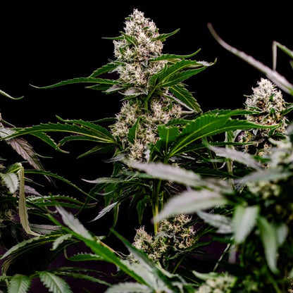 Orbital Banana F1 Seeds 3 Pack